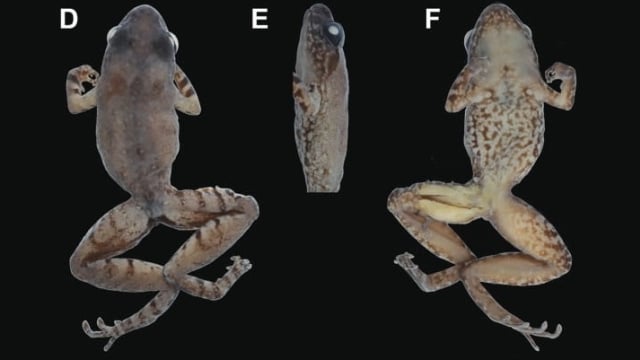 Leptobrachella bondangensis (Foto: Amir Hamidy)