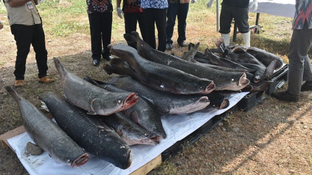 Balai Karantina musnahkan 45 ikan arapaima di kawasan Puspa Agro, kawasan Desa Sadang, Kecamatan Taman, Sidoarjo, Jumat (31/8).  (Foto: Phaksy Sukowati/kumparan)