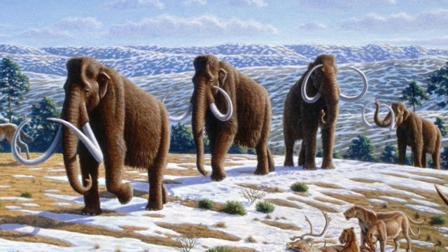 Ilustrasi gajah Mammoth. (Foto: Mauricio Antón via Wikimedia Commons)