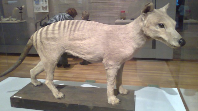 Spesimen Thylacine yang telah diawetkan sedang dipamerkan di National Museum of Natural Sciences, Madrid. (Foto: Osado via wikimedia commons.)