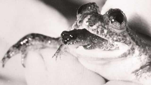 Spesies  Gastric brooding frog atau Rheobatrachus vitellinus. (Foto: Mike Tyler, 1973, via Pinterest)
