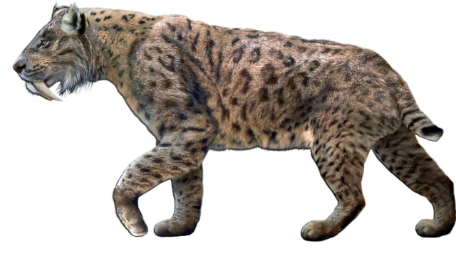 Ilustrasi Kucing bergigi pedang. (Foto: Dantheman9758 via wikimedia commons)