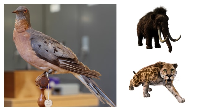 Merpati penumpang (Ectopistes migratorius), Mammoth (Mammuthus primigenius), Kucing bergigi pedang (Smilodon fatalis) (Foto: Cephas via wikimedia commons, Pixabay)