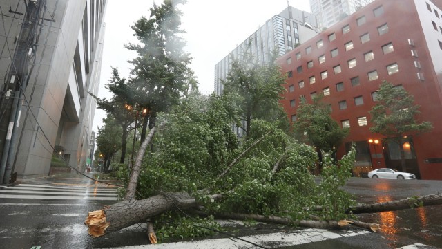 Pohon tumbang akibat Topan jebi di Midosuji, Osaka. (Foto: JIJI PRESS/AFP)