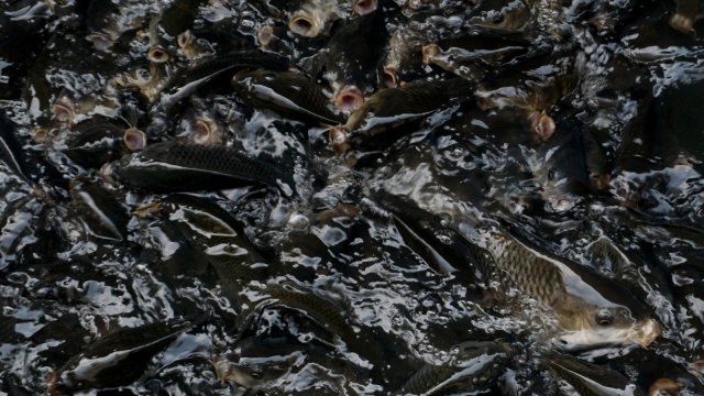 Ikan di Selokan Desa Bendungan, EcoVillage Ciawi, Bogor, Jawa Barat, Kamis (06/09/2018). (Foto: Jamal Ramadhan/kumparan)