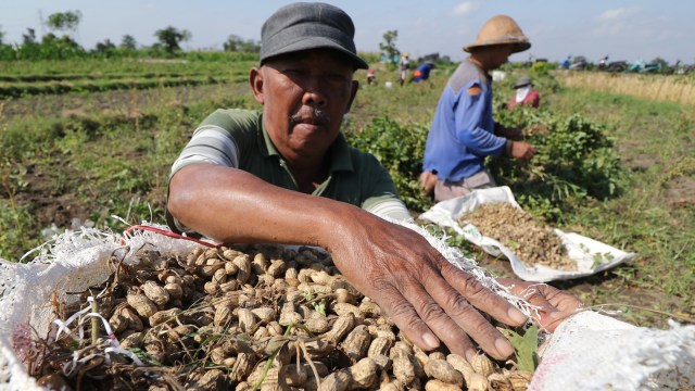 Buruh tani memasukan kacang tanah ke dalam karung usai dipanen di area persawahan Desa Paron, Kediri, Jawa Timur, Kamis (6/9). (Foto: ANTARA FOTO/Prasetia Fauzani)