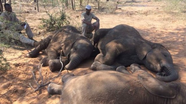 Banyak bayi gajah di Botswana yang jadi yatim piatu (Foto: Elephants Without Borders)