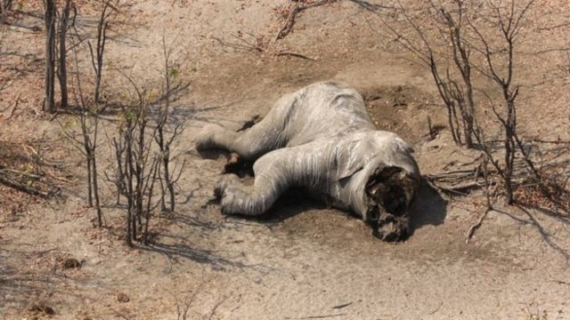 Banyak gajah yang di Botswana ditemukan mati dengan gading yang hilang (Foto: Elephants Without Borders)