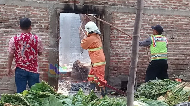 Lagi Gudang Pengeringan Tembakau Di Sugihwaras Bojonegoro Terbakar Kumparan Com Gudang é uma merda, levei 1 mes e meio pra fumar uma carteira inteira tem maconha?