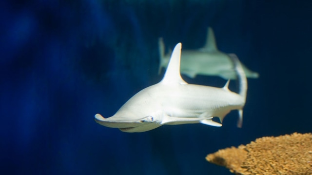 Hiu bonnethead atau Sphyrna tiburo dikonfirmasi sebagai hiu omnivora pertama di dunia. (Foto: Mills Baker via wikimedia commons)