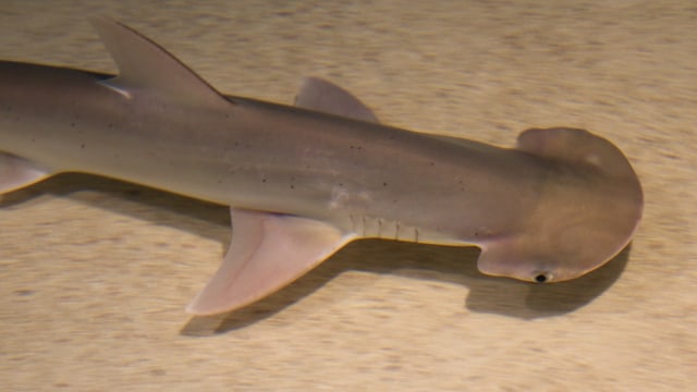 Hiu bonnethead atau Sphyrna tiburo dikonfirmasi sebagai hiu omnivora pertama di dunia. (Foto: Tony Hisgett via wikimedia commons)