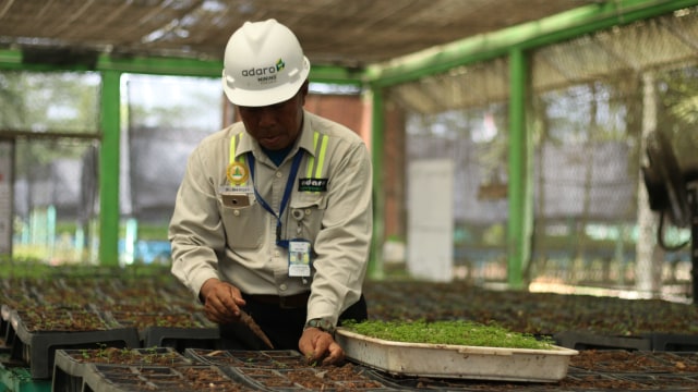 Seorang pegawai menanam tanaman di ruangan Nursery PT. Adaro (Foto: Iqbal Firdaus/kumparan)