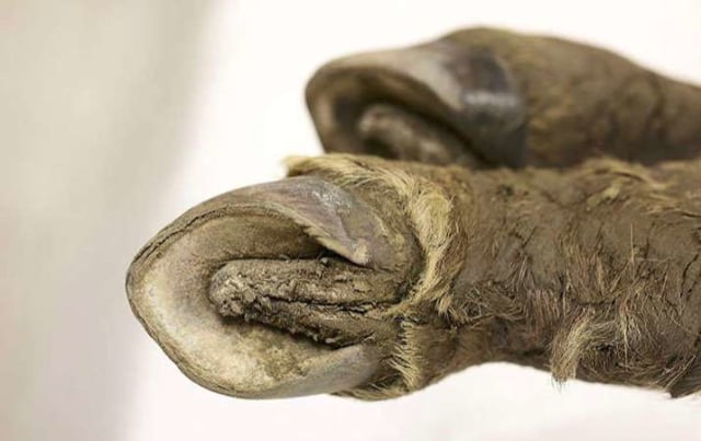 Fosil kuda purba berusia 40.000 tahun (Foto: Michil Yakovlev/SVFU)