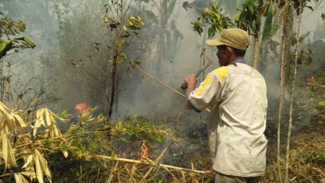 Gunung Ringgit Terbakar, Diduga karena Pembuatan Arang