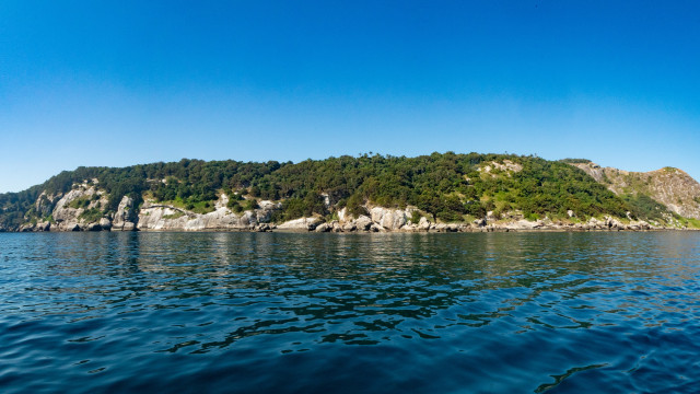 Pulau Ilha da Queimada Grande di Brasil Foto: Shutter Stock