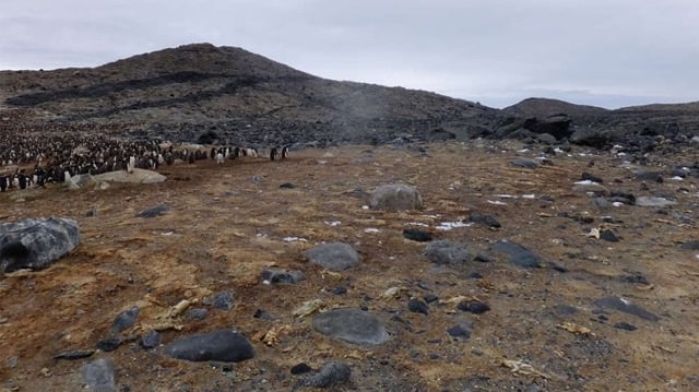 Kuburan mumi penguin di Antartika. (Foto: Gao et al)