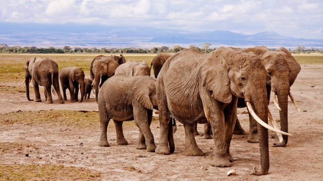 Gajah dengan gading yang cukup besar. Foto: Poswiecie via pixabay