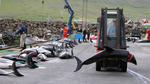 Ikan paus yang mati dalam Grindadrap Festival (Foto: Wikimedia Commons)