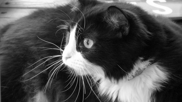 Kucing tuxedo. (Foto: skeeze via Pixabay)