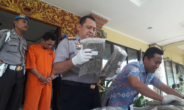 Polisi Gagalkan Peredaran 6 Kg Ganja di Denpasar