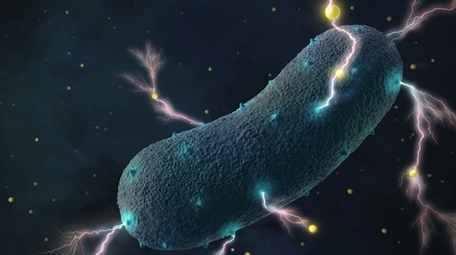 Ilustrasi bakteri penghasil listrik. (Foto: Amy Chao/UC Berkeley)