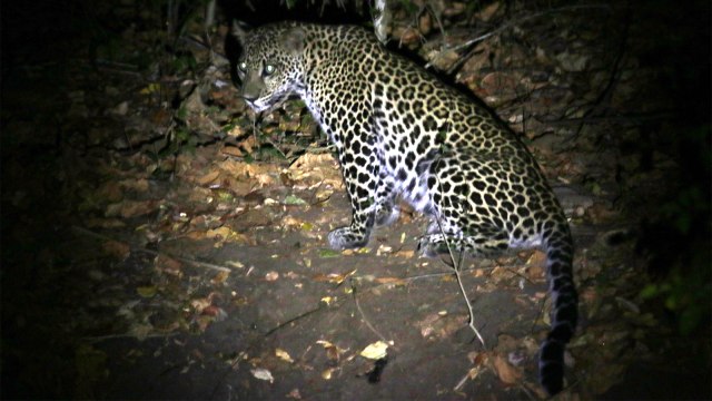 Macan Tutul Jawa di Taman Nasional Baluran, Situbondo, Jawa Timur. Foto: ANTARA FOTO/Budi Candra Setya