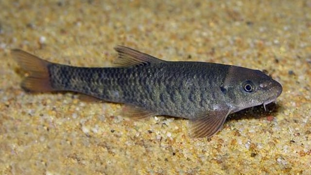 Ikan Garra Rufa (Foto: Dances via Wikimedia Commons)