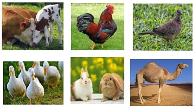 74 Gambar Binatang Ternak Dan Makanannya Terbaik