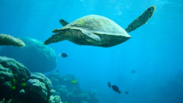 Great Barrier Reef di Australia
