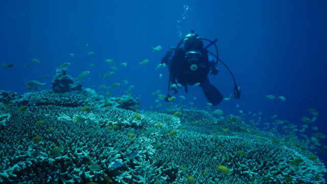 Menyelam di lautan Pulau Cebu, Filipina