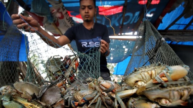 Kasus Kepiting Nelayan Samas: Hanya Wajib Lapor Saja