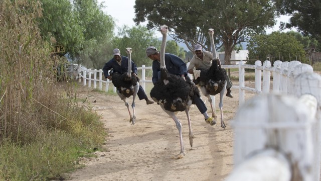 Burung unta di Kota Oudtshoorn, Afrika Selatan  (Foto: Shutter Stock)