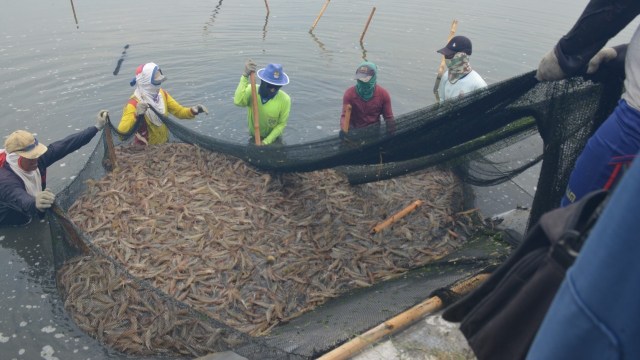 Perum Perindo cabang karawang panen 60 ton udang, Jumat (21/9/2018). (Foto: Dok. Perum Perindo)