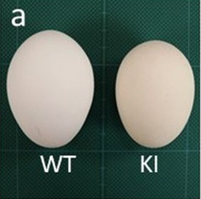 Perbedaan telur biasa (kiri) dengan telur emas (kanan). (Foto:  Oishi et al./Scientific Reports)