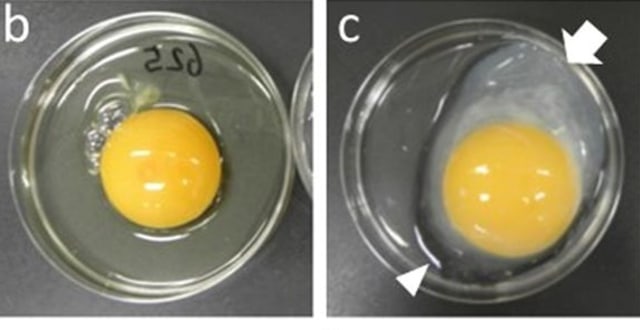 Perbedaan putih telur telur biasa (kiri) dengan putih telur telur emas (kanan). (Foto:  Oishi et al./Scientific Reports)
