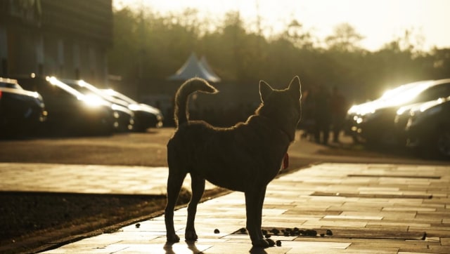 Jerman Dapat Pemasukan Sebesar Rp 5,5 Triliun dari Pajak Anjing (1)