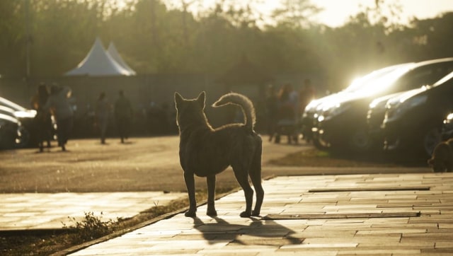 Ilustrasi anjing menanti pemiliknya Foto: Nugroho Sejati/kumparan