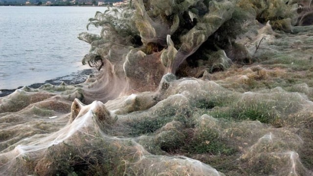 Jaring laba-laba seluas 300 meter muncul di kota Aitoliko, Yunani. (Foto: Giannis Giannakopoulos via AP)