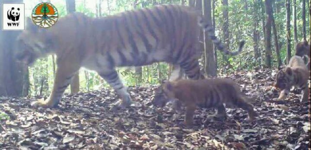 Penampakan Harimau Sumatera di Aceh yang Turun ke pedesaan kabupaten Nagan Raya,Aceh,Senin (24/9).  (Foto: Dok. Istimewa)