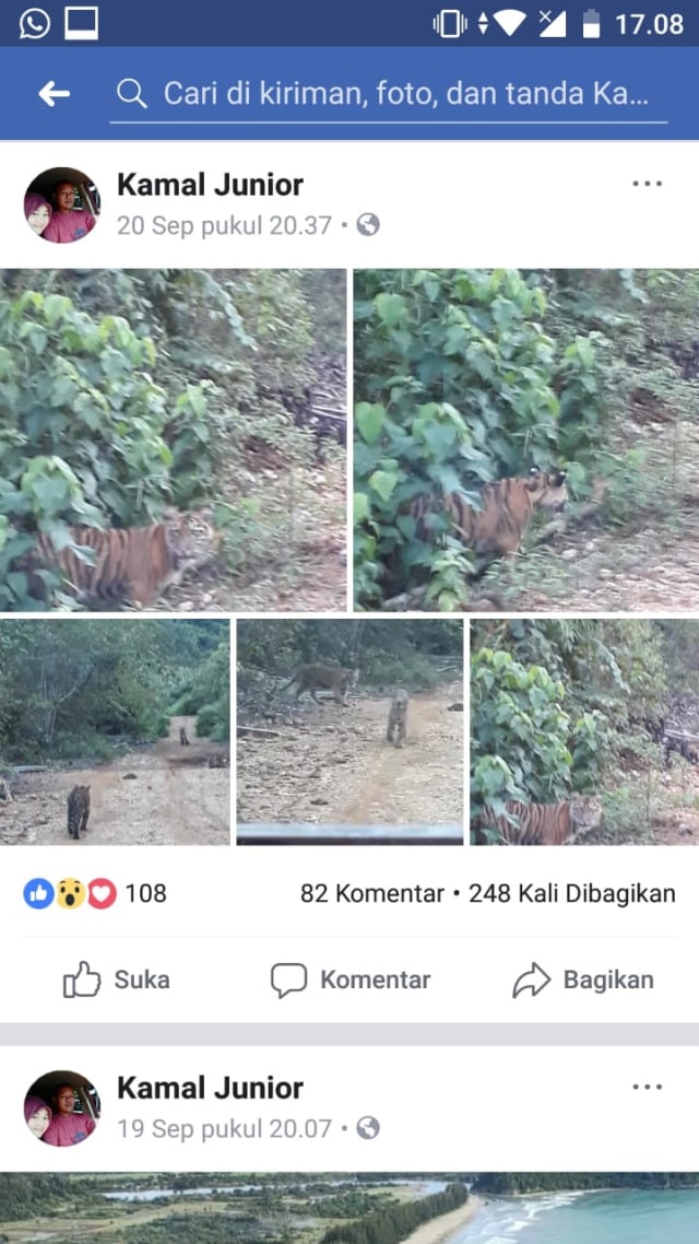 Penampakan Harimau Sumatera di Aceh yang Turun ke pedesaan kabupaten Nagan Raya,Aceh,Senin (24/9).  (Foto: Facebook/Kamal Junior)