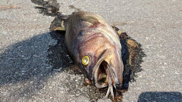 Jalanan di AS Dipenuhi Ikan  Busuk  Gara gara Badai Florence 