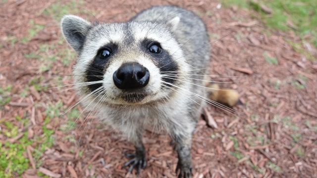 96 Koleksi Gambar Hewan Langka Ajaib HD Terbaik