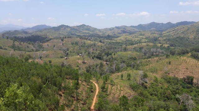 KLHK: Luas Hutan Alam di Kalimantan Selatan Turun 463.481 Hektare Sejak 1990 (1)