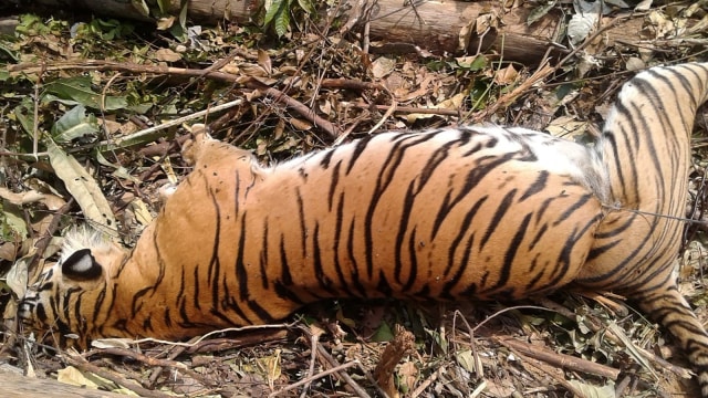 Bangkai harimau Sumatra yang sangat terancam punah mati terjerat perangkap babi di Pekanbaru. (Foto: AFP/Wahyudi)