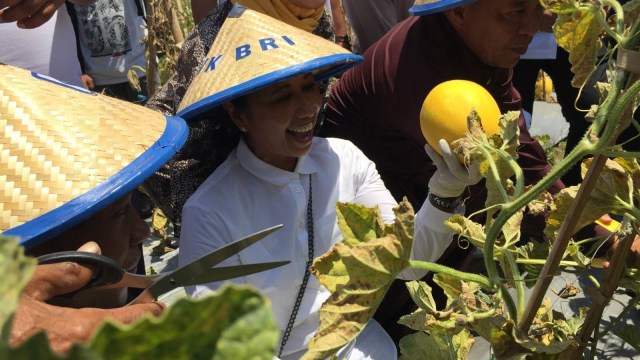 Menteri Badan Usaha Milik Negara (BUMN) Rini Soemarno hari ini menemui seorang petani difabel yang membudidayakan melon jenis Golden Apolo di Desa Sendangharjo, Kabupaten Lamongan, Jawa Timur. (Foto: Selfy Momongan/kumparan)