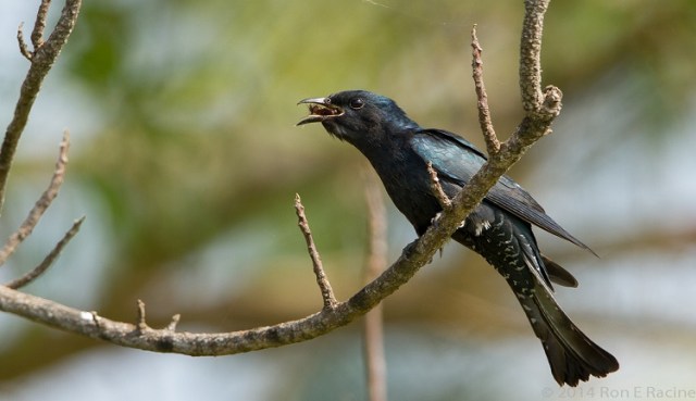 48+ Burung wiwik kelabu terupdate