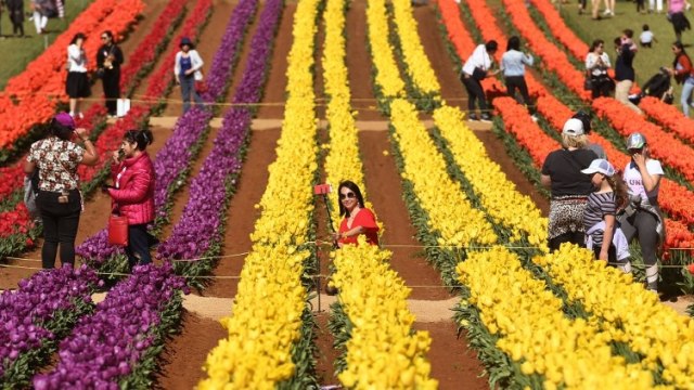 Tesselaar Tulip Festival