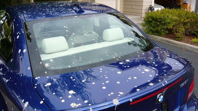 Ilustrasi kotoran burung pada mobil (Foto: dok. Carfromjapan)