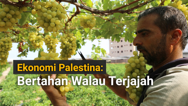 Petani sedang memanen anggur yang dijuluki 'Emas Kuning' di kebunnya di wilayah Gaza, Palestina. (Foto: Abdillah Onim/Suara Palestina)