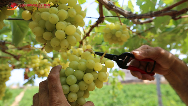 Anggur merupakan salah satu komoditas utama hasil pertanian Palestina setelah Zaitun. Karenanya anggur dijuluki ‘Emas Kuning’. (Foto: Dok. Abdillah Onim/Suara Palestina)
